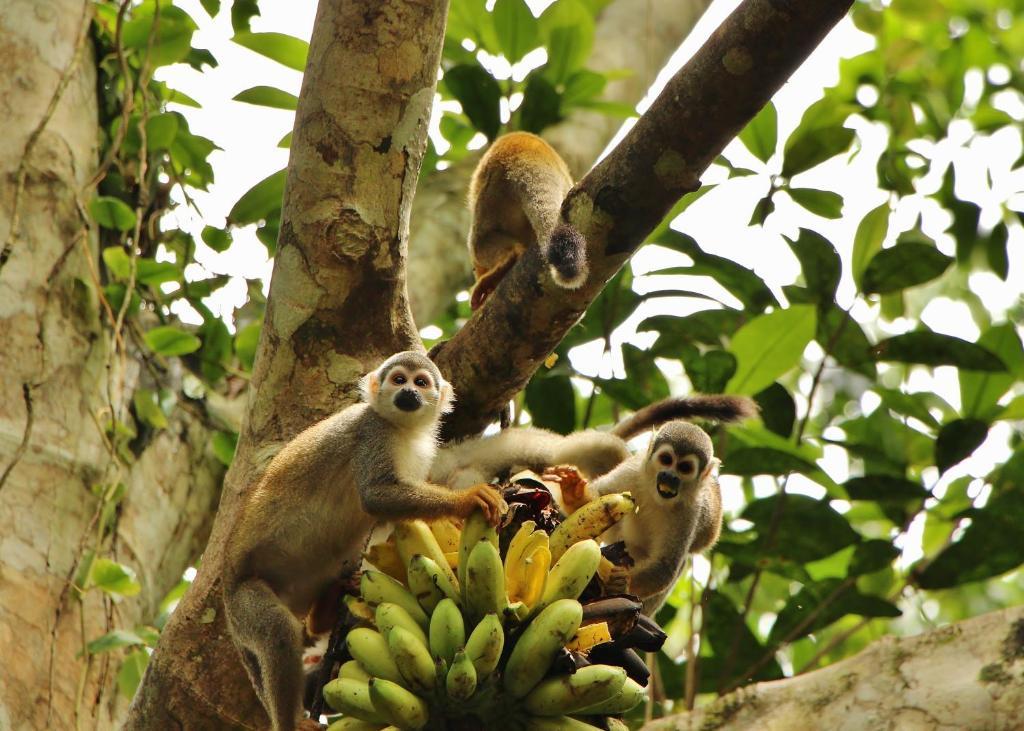 Hosteria El Paraiso De Las Orquideas Archidona ภายนอก รูปภาพ